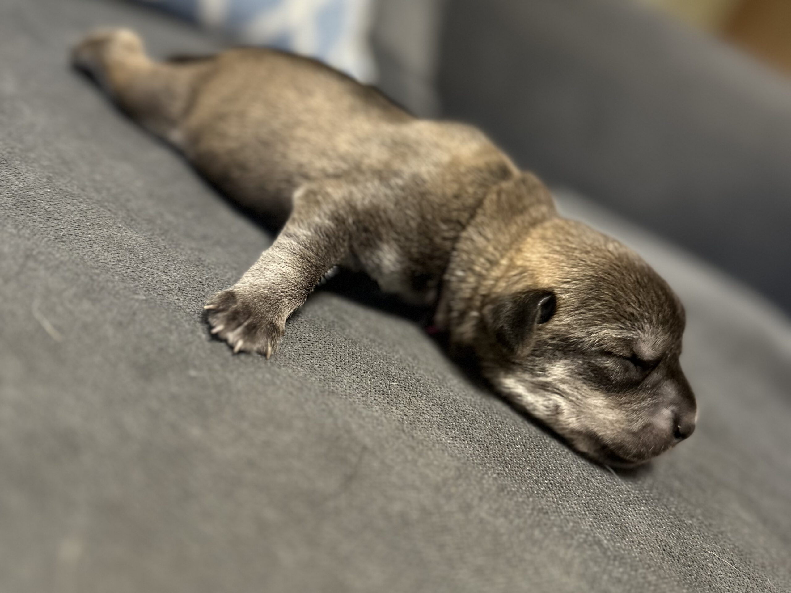 Grauer Welpe aus dem Tierschutz bei der Pfoten Glücksschmiede – danke, dass du mit dem Hund adoptieren Bewerbungsbogen einem Tier eine echte Chance gibst. Tierschutz News Murtal 