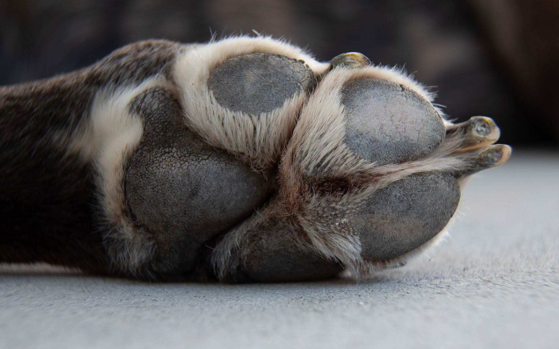 Hundepfoten-Ballen als Symbolbild für Tierschutz, Tierliebe und Hund adoptieren bei der Pfoten Glücksschmiede im Murtal – liebevoller Tierschutz mit Herz - impressum pfotengluecksschmiede