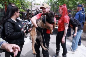 Einsatz bei räumung ungarn - animal hording - hunderettung der Pfoten Glücksschmiede in Ungarn. - Einsätze und Hundenotfälle – Pfoten Glücksschmiede hilft