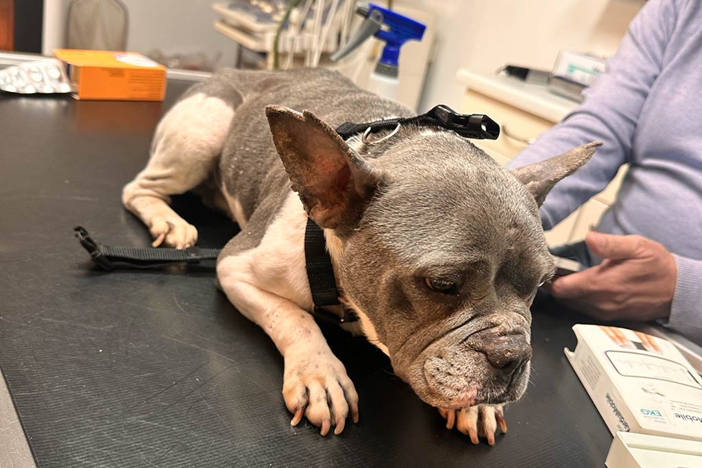 Tierarztbesuch nach Einsatz Maeve - Übernahem einer schwer kranken Hündin.