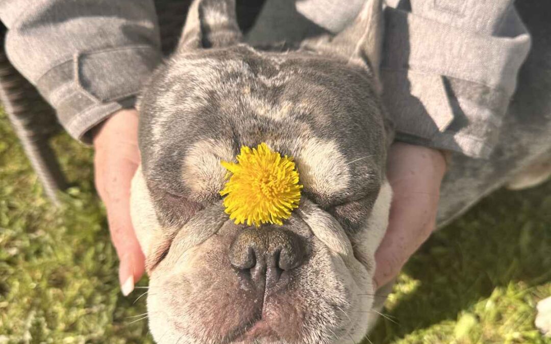 Landeszertifizierter Tierschutz