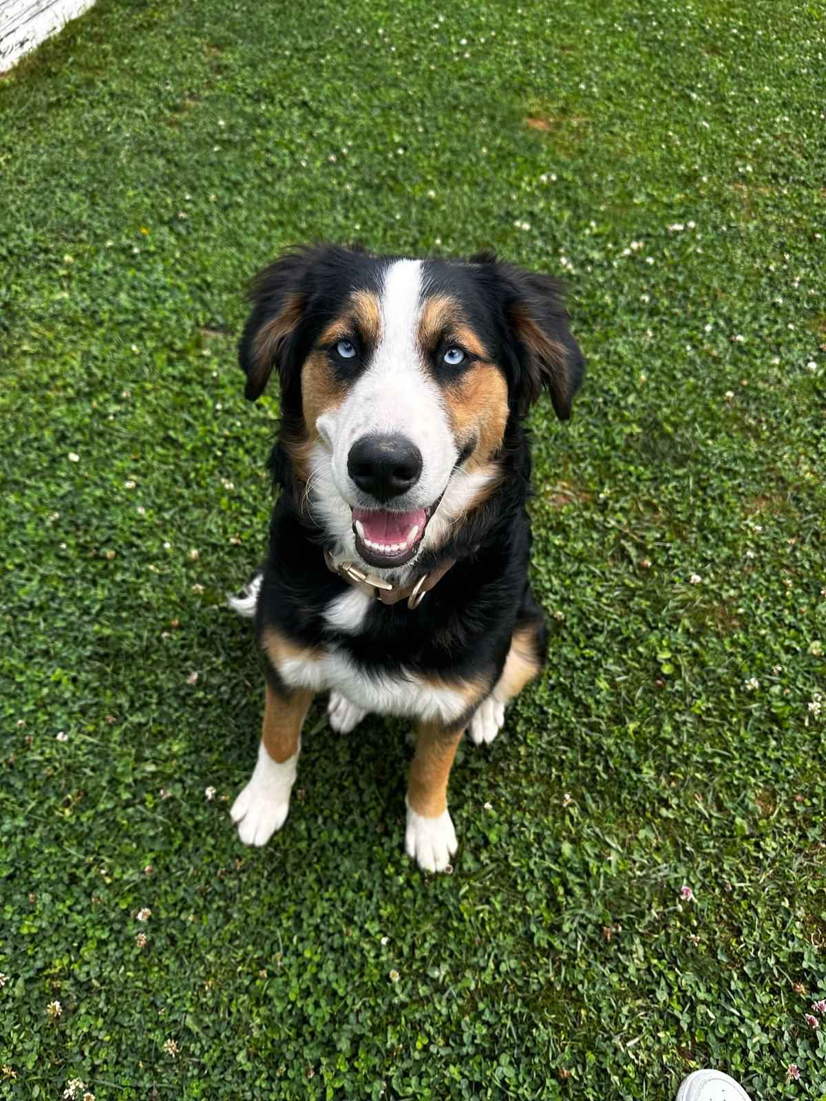 Dieses Bild zeigt MAYA und gehört zur Pfoten Glücksschmiede. Dieses Bild zeigt MAYA und gehört zur Pfoten Glücksschmiede.